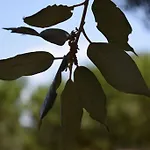 La Collinetta 3* لوكوروتوندو