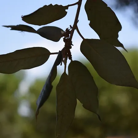 La Collinetta 3* לוקורוטונדו